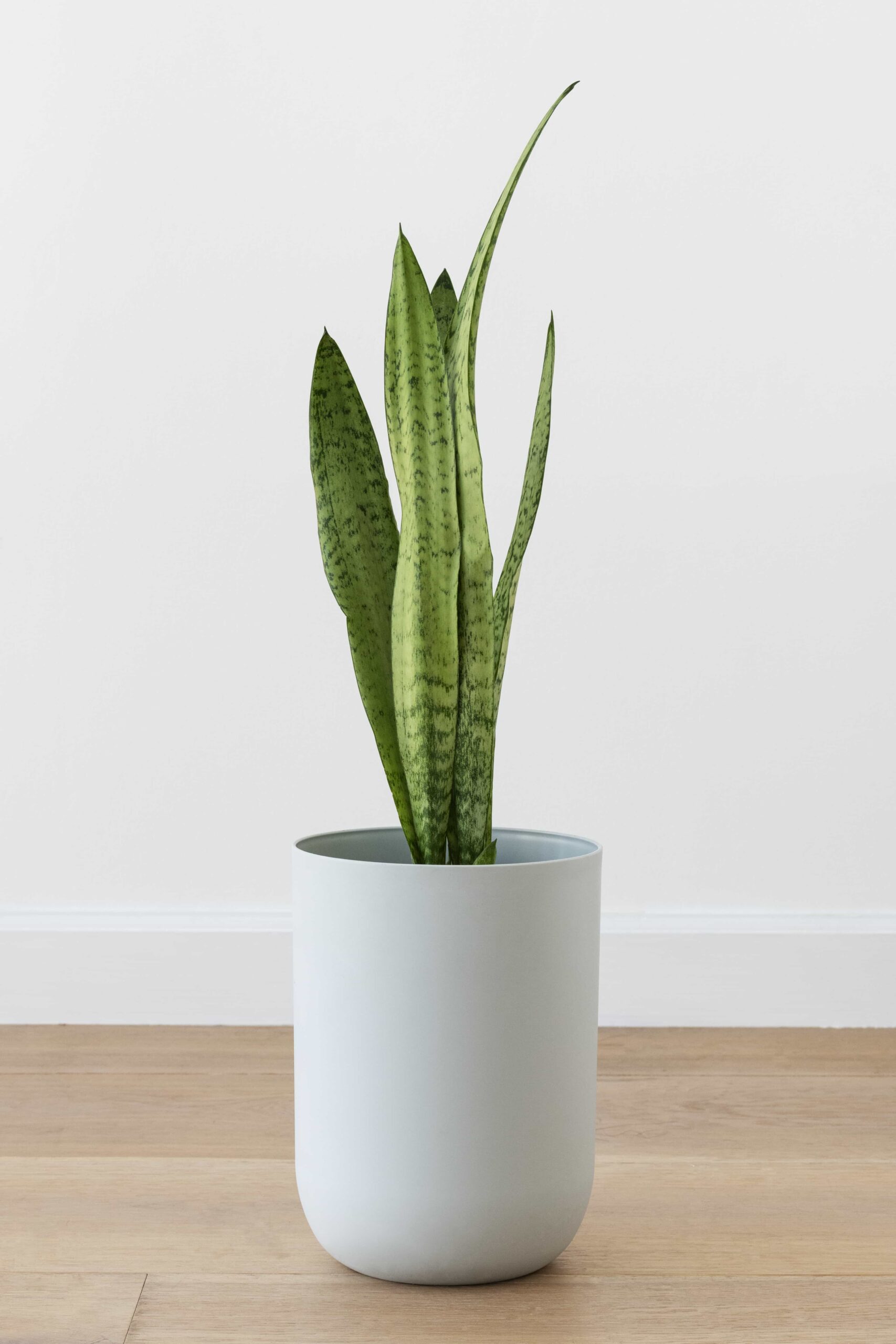 snake plant white pot 1 scaled